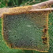 蜂投网是什么？它是如何工作的呢？