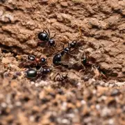 如何知道当前蚂蚁花呗是否开通了呢？