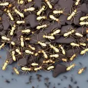 如何在支付宝中进行蚂蚁花呗转帐？