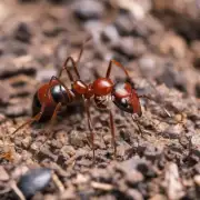 什么是蚂蚁微贷？