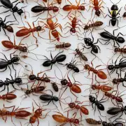 如何申请蚂蚁花呗临时额度？