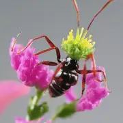 如何才能找到蚂蚁花呗的购物指南?