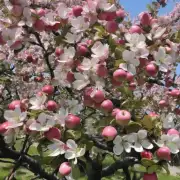 苹果花呗的优势是什么?