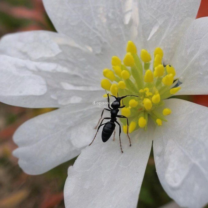 什么是蚂蚁花呗？